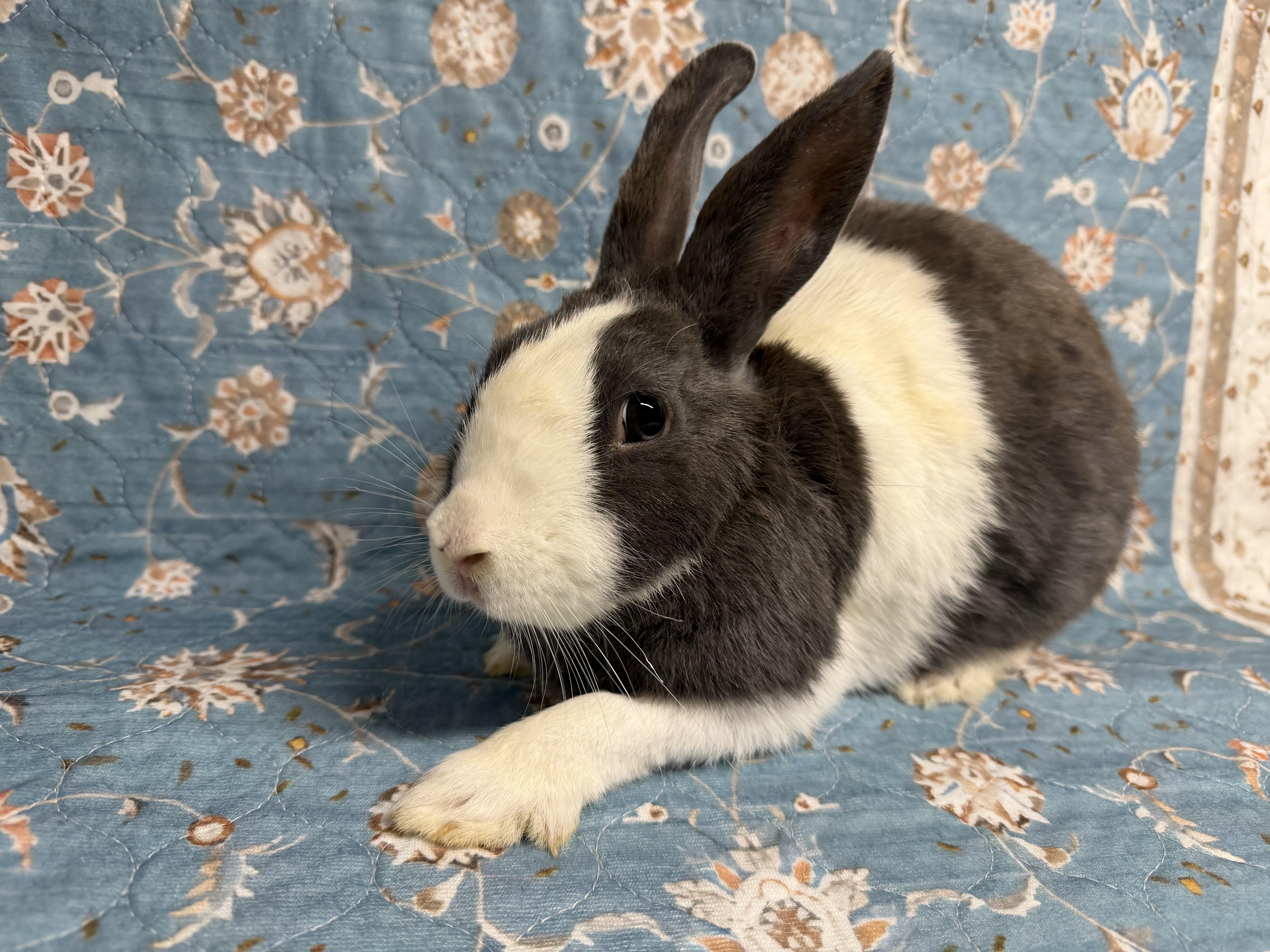 Enlarge ALEXANDRA, a Adoptable mixed breed in Forest Hills, NY image 4/5