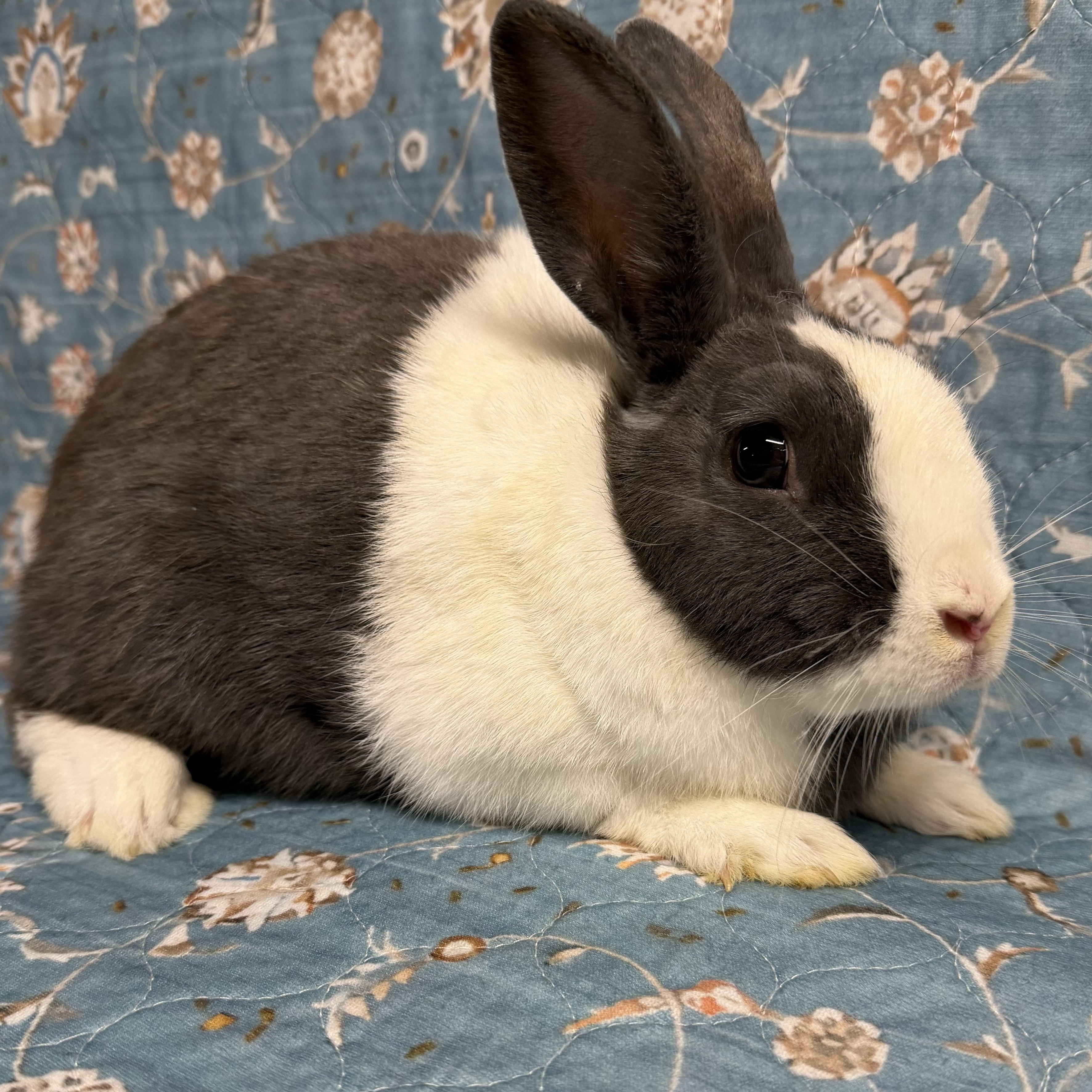 Enlarge ALEXANDRA, a Adoptable mixed breed in Forest Hills, NY image 5/5