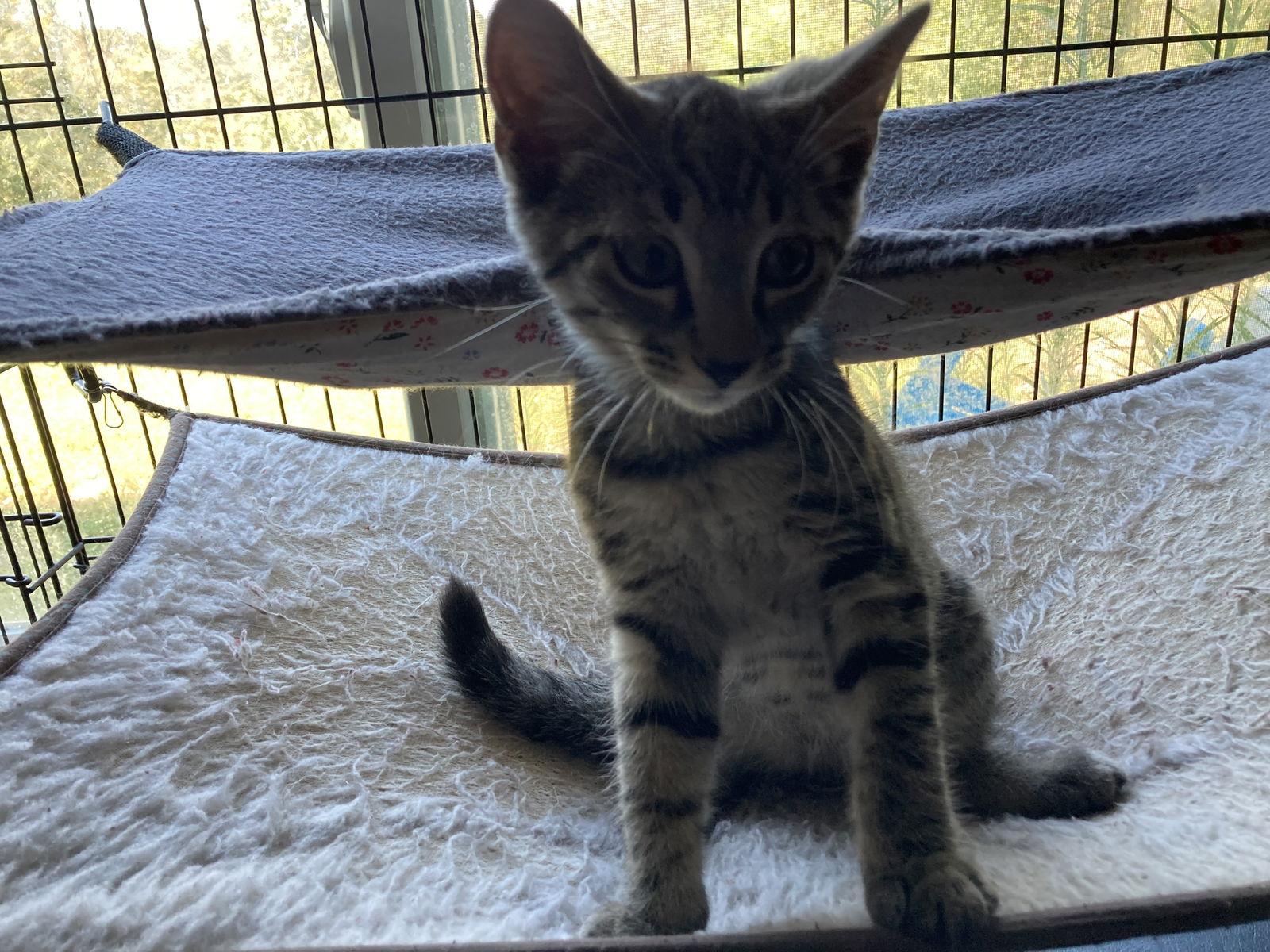 Stormy, Adoptable, Young Male Domestic Short Hair.