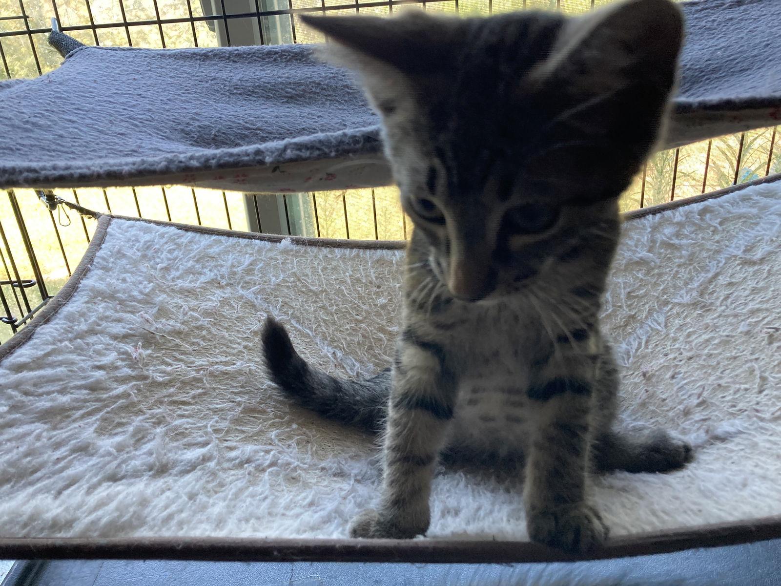 Stormy, a Adoptable Domestic Short Hair in Trexlertown, PA image 2/2