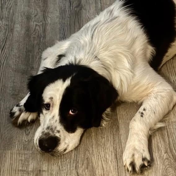 Enlarge Georgie, a ADOPTABLE mixed breed in Coldwater, MI image 3/3