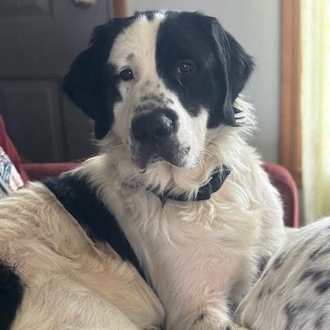 Georgie, ADOPTABLE, Adult Male Newfoundland Dog.