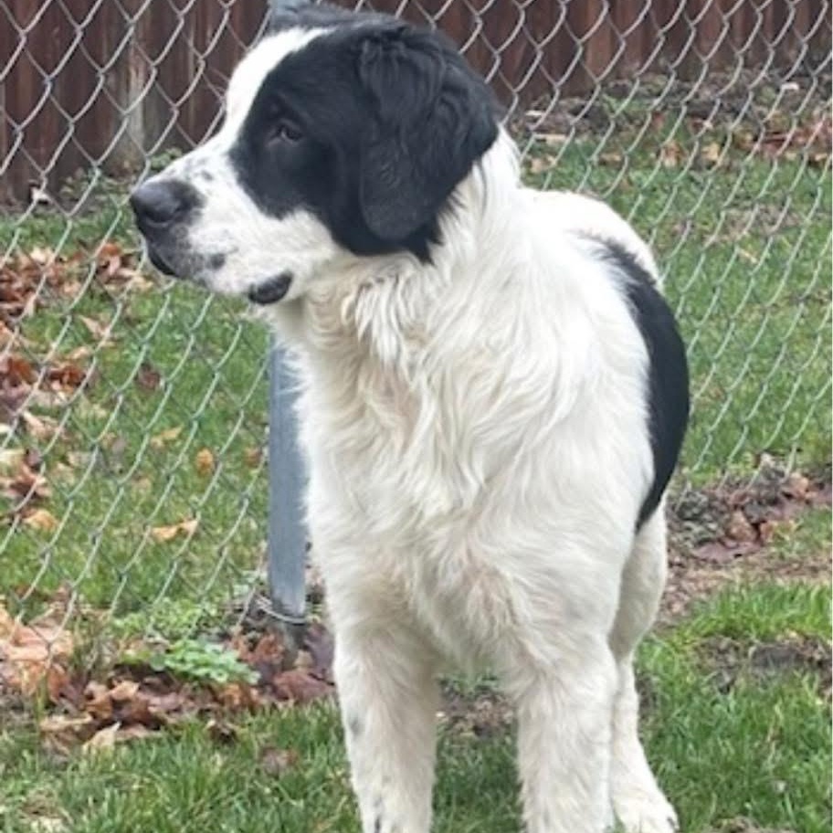 Enlarge Georgie, a ADOPTABLE mixed breed in Coldwater, MI image 2/3