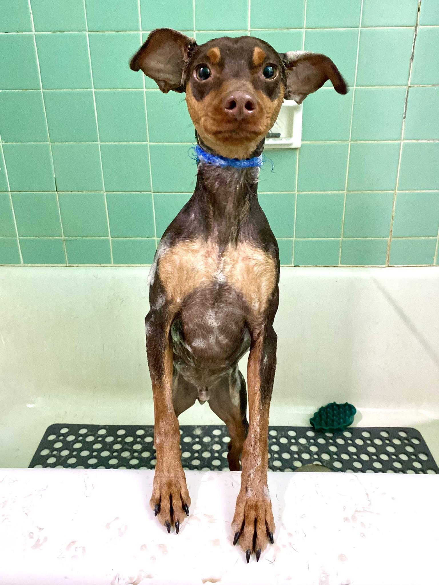 Enlarge Solo - ADOPTED!, a Adopted Miniature Pinscher in Houston, TX image 6/6