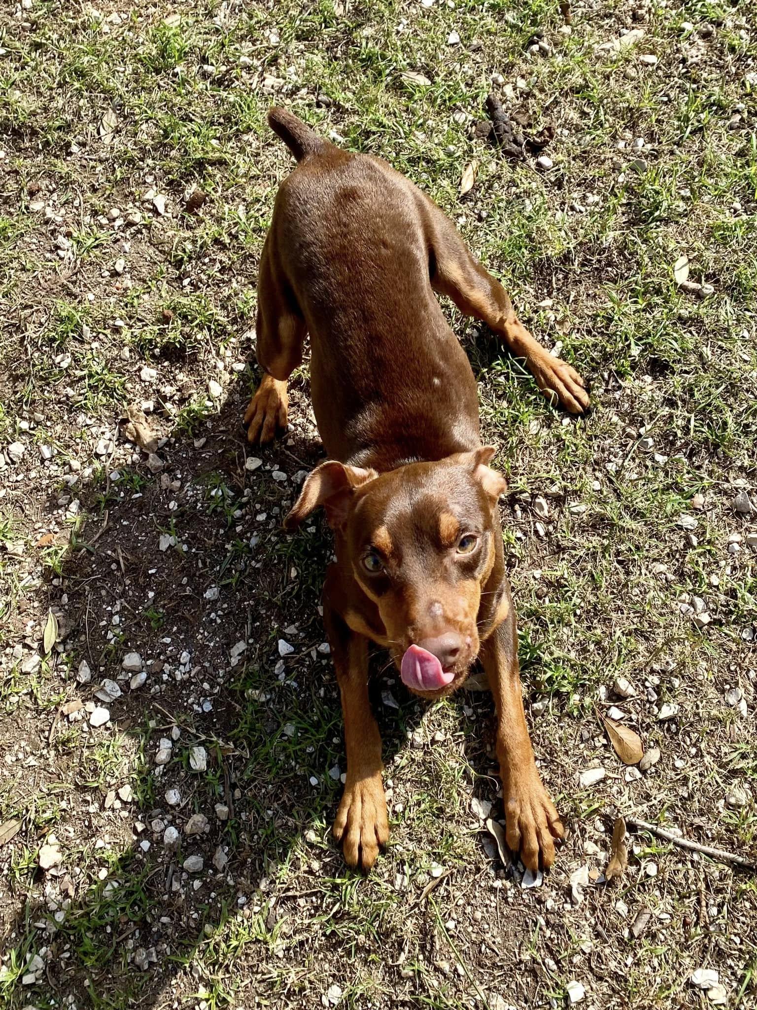 Enlarge Solo - ADOPTED!, a Adopted Miniature Pinscher in Houston, TX image 5/6