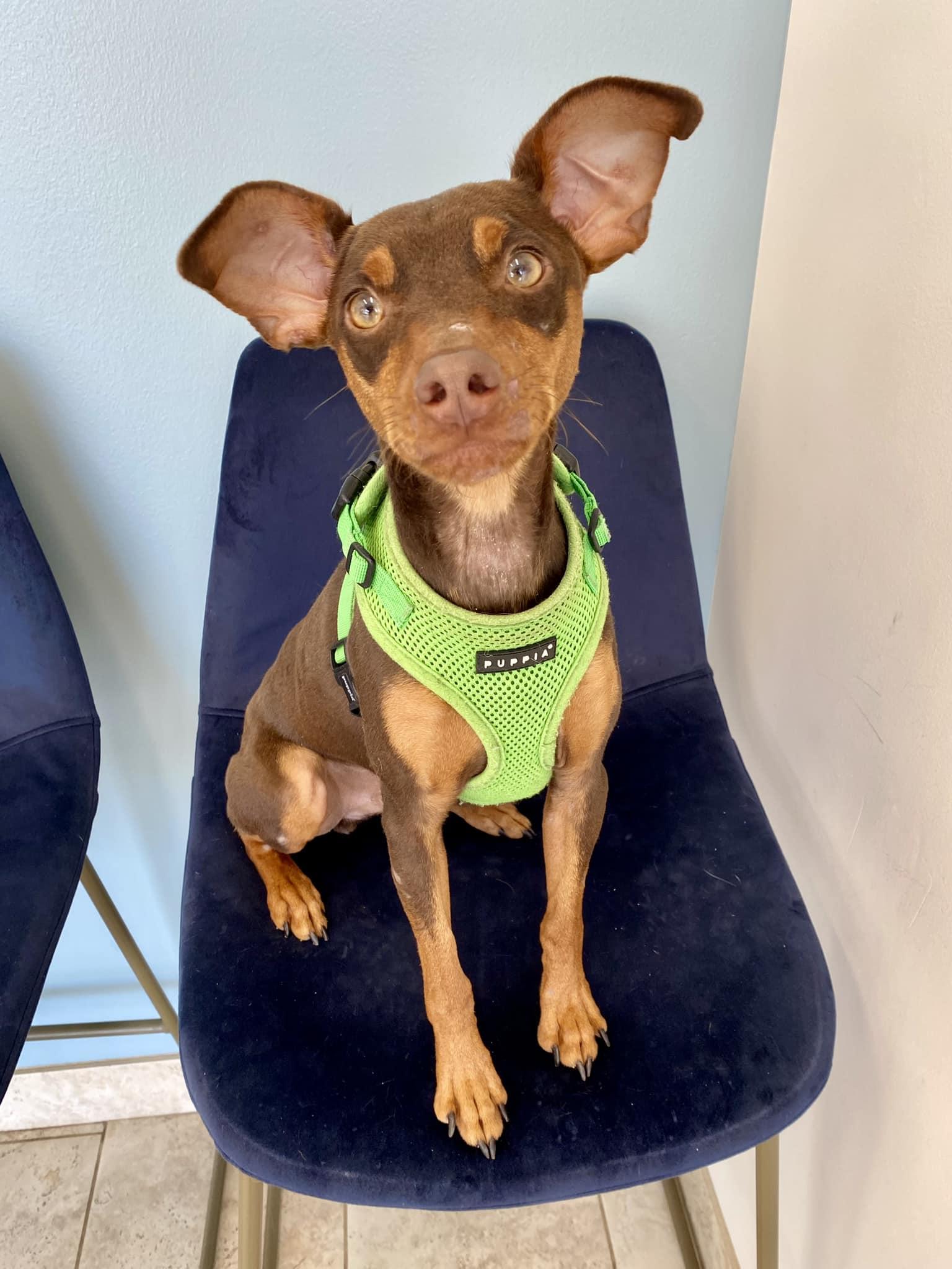 Enlarge Solo - ADOPTED!, a Adopted Miniature Pinscher in Houston, TX image 1/6