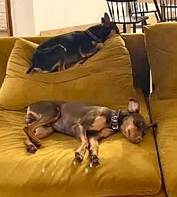 Enlarge Solo - ADOPTED!, a Adopted Miniature Pinscher in Houston, TX image 3/6