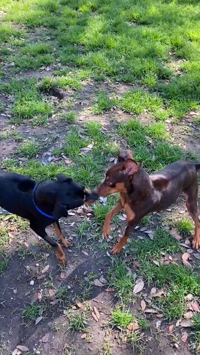 Enlarge Solo - ADOPTED!, a Adopted Miniature Pinscher in Houston, TX video 4/6