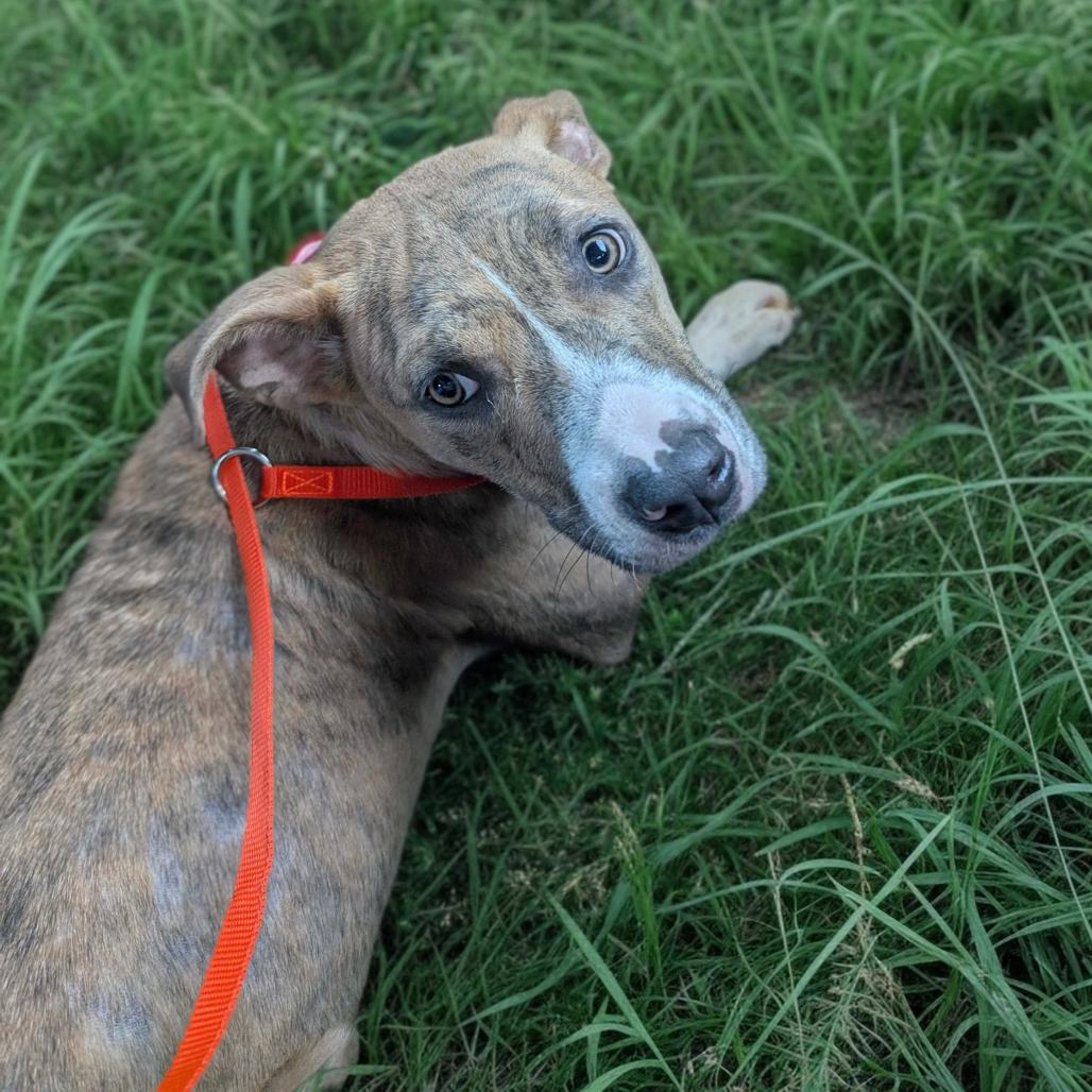 Waffles, Adoptable, Young Female American Bulldog.