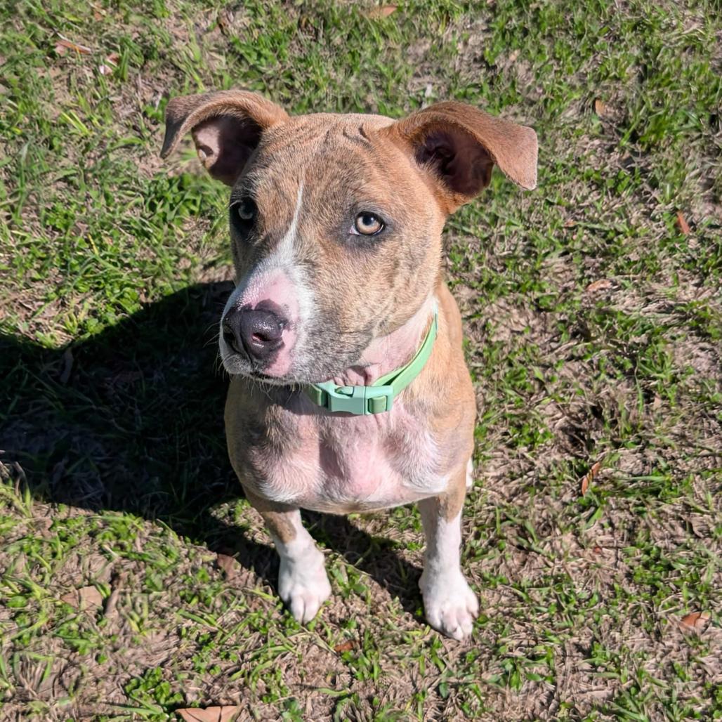 Enlarge Waffles, a Adoptable American Bulldog in Valdosta , GA image 3/3