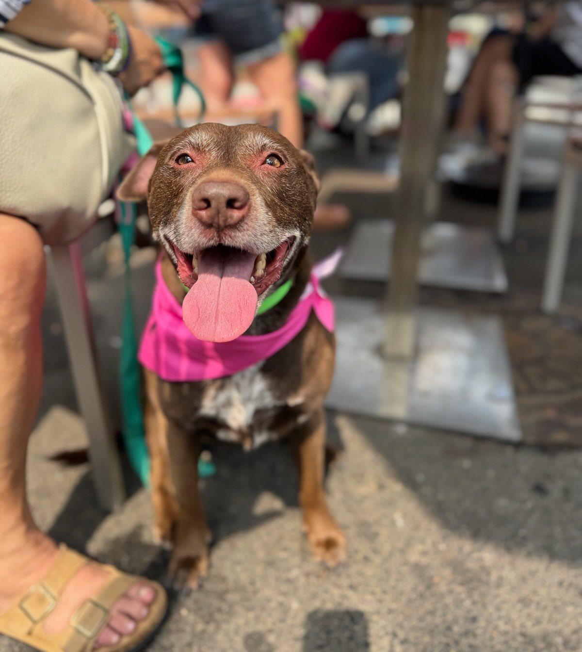 Choco - Sweet Treat!, a Adoptable mixed breed in Oakhurst, NJ image 1/3