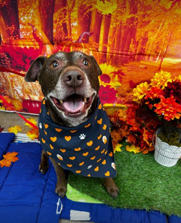 Choco - Sweet Treat!, a Adoptable mixed breed in Oakhurst, NJ image 3/3