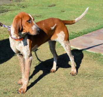 Rosalinda, Adoptable, Adult Female English Coonhound.