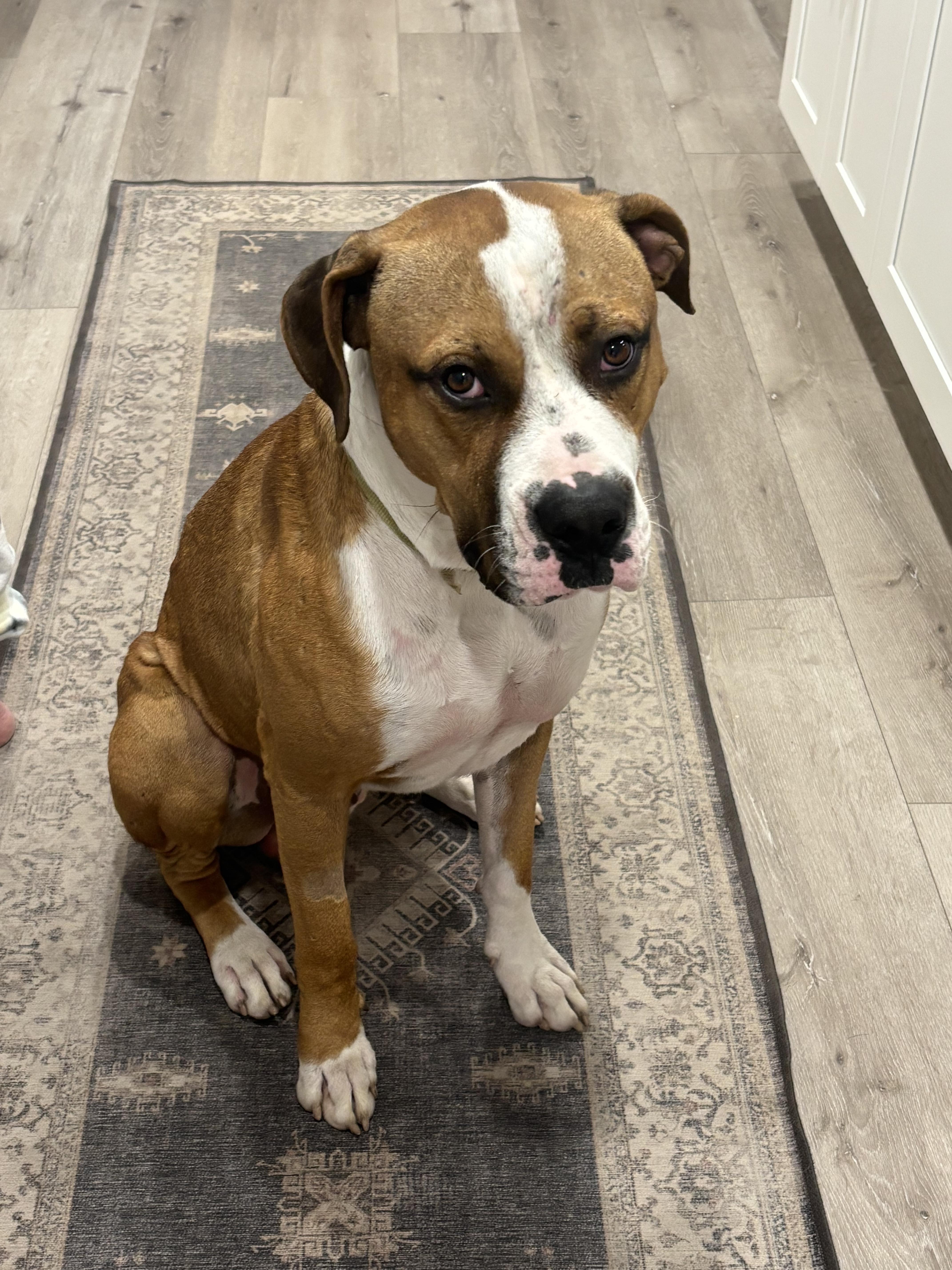 Wheaties, Adoptable, Young Male Boxer & Anatolian Shepherd.