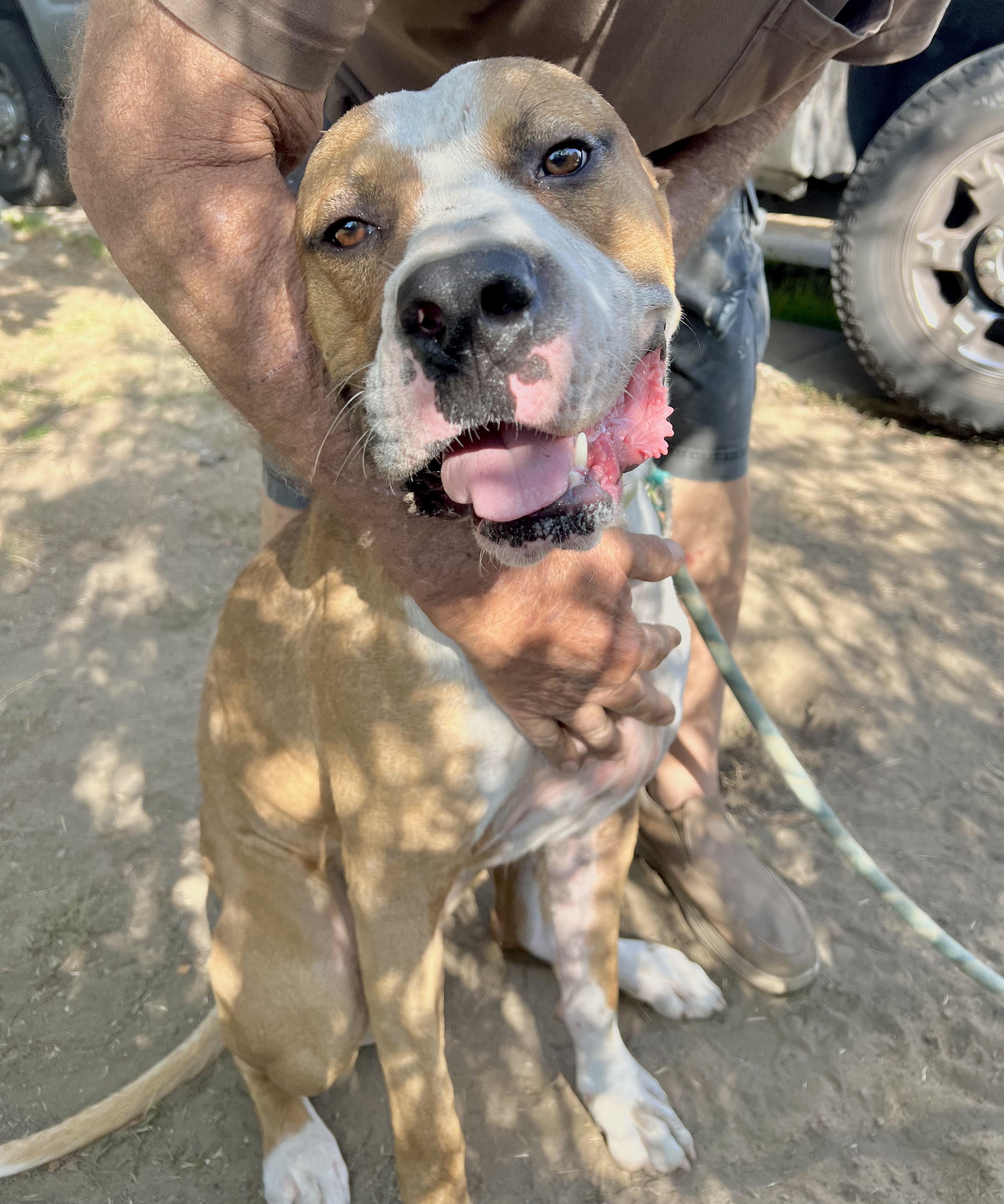 Wheaties, Adoptable, Young Male Boxer.