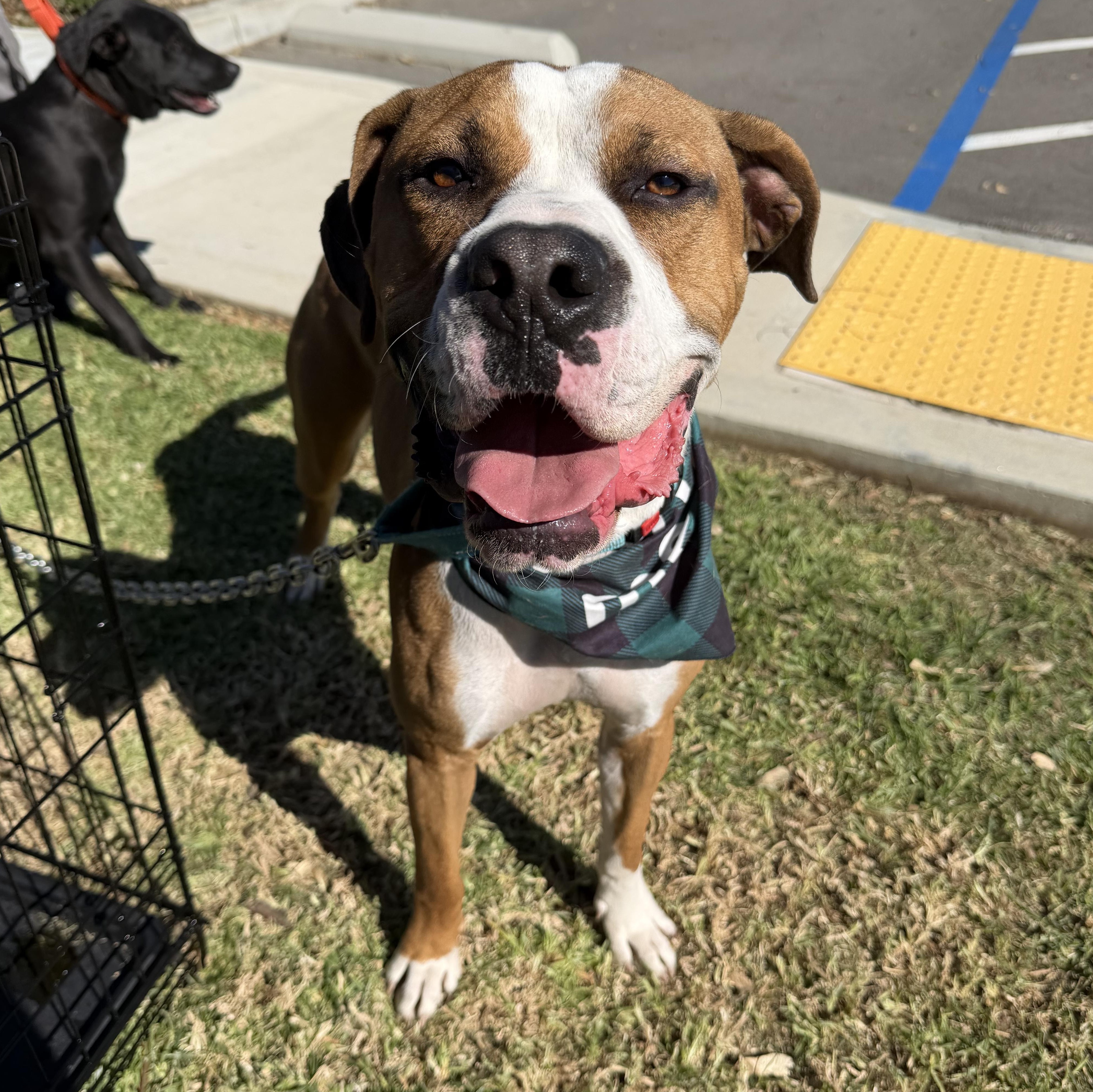 Enlarge Wheaties, a Adoptable Boxer in Van Nuys , CA image 1/6