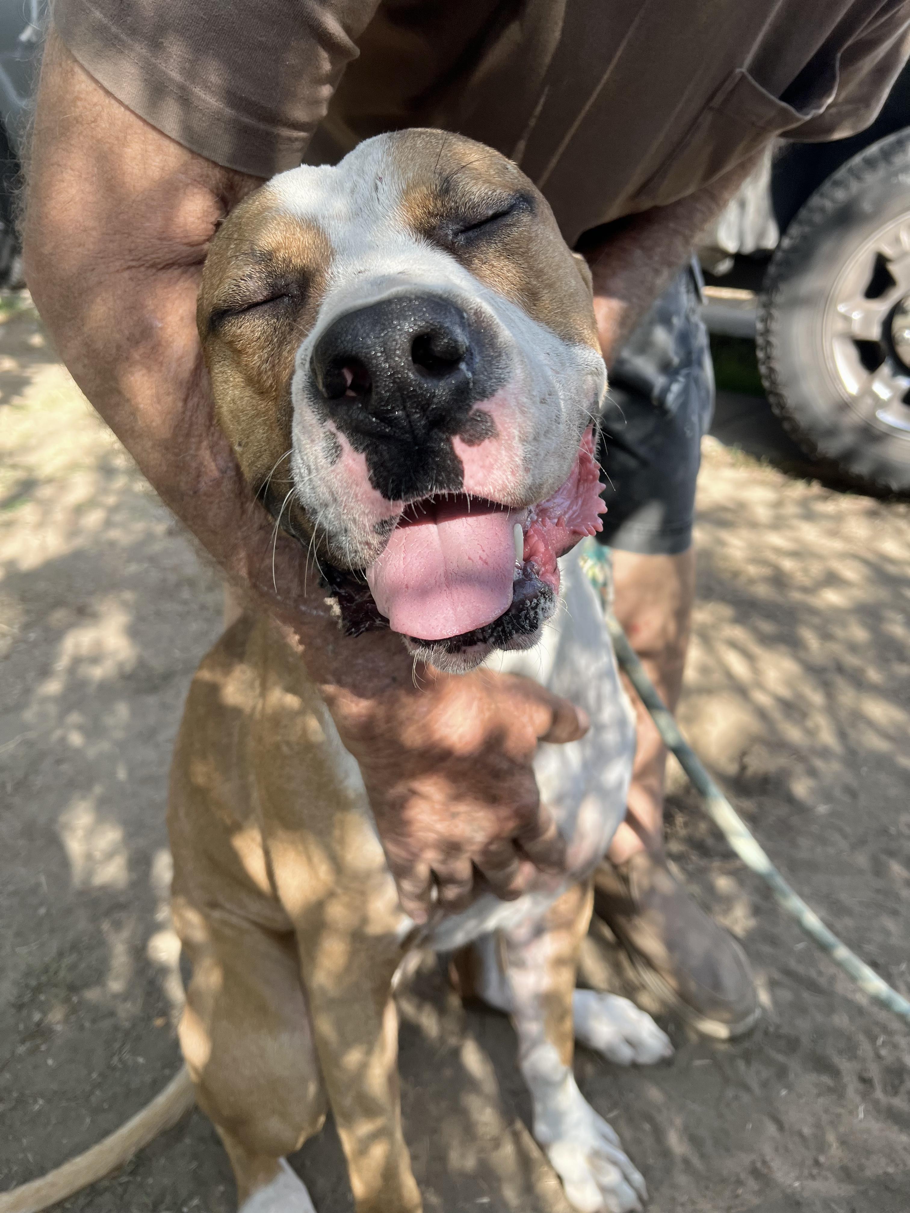 Wheaties, a Adoptable mixed breed in Van Nuys , CA image 4/6