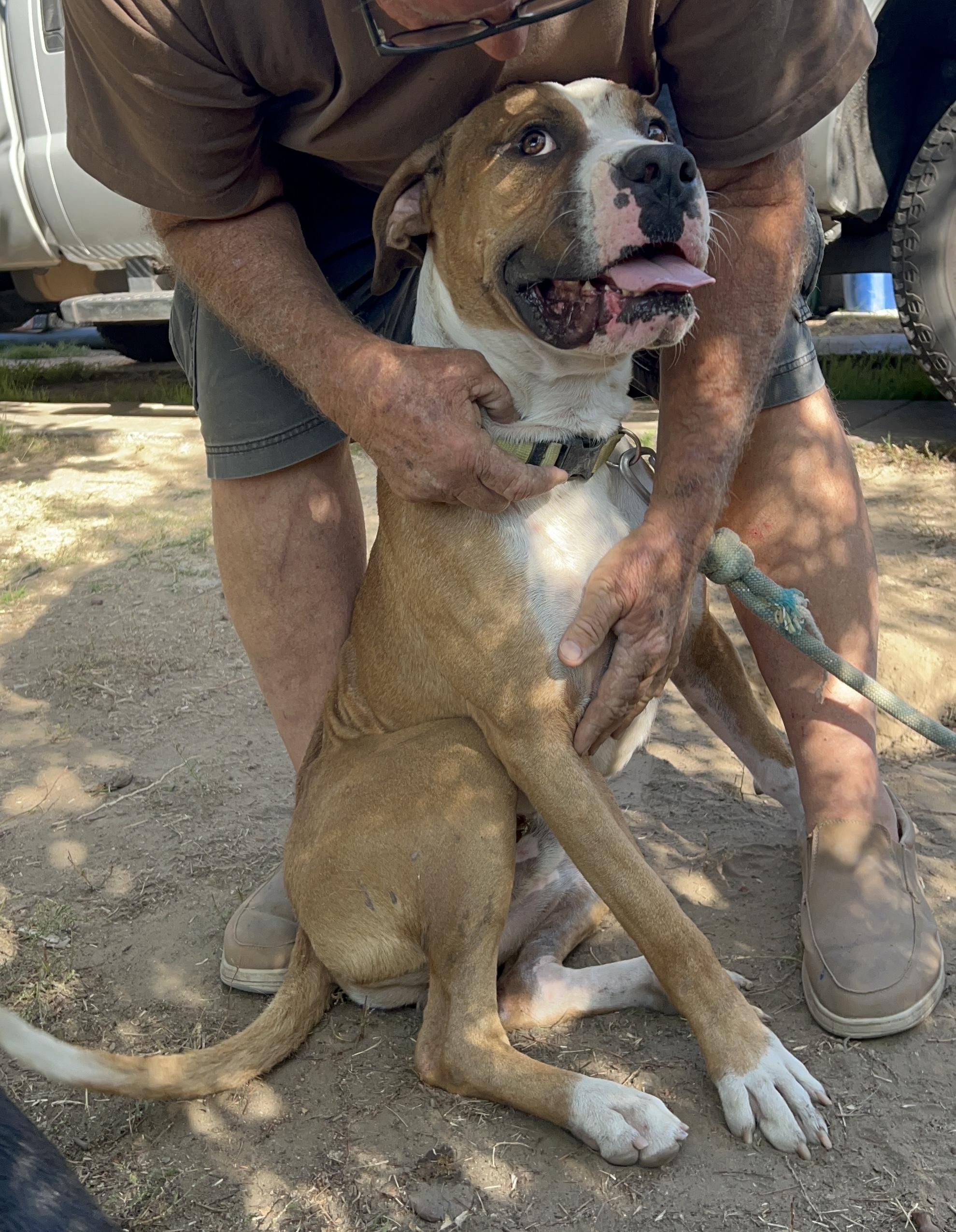 Wheaties, a Adoptable mixed breed in Van Nuys , CA image 3/6