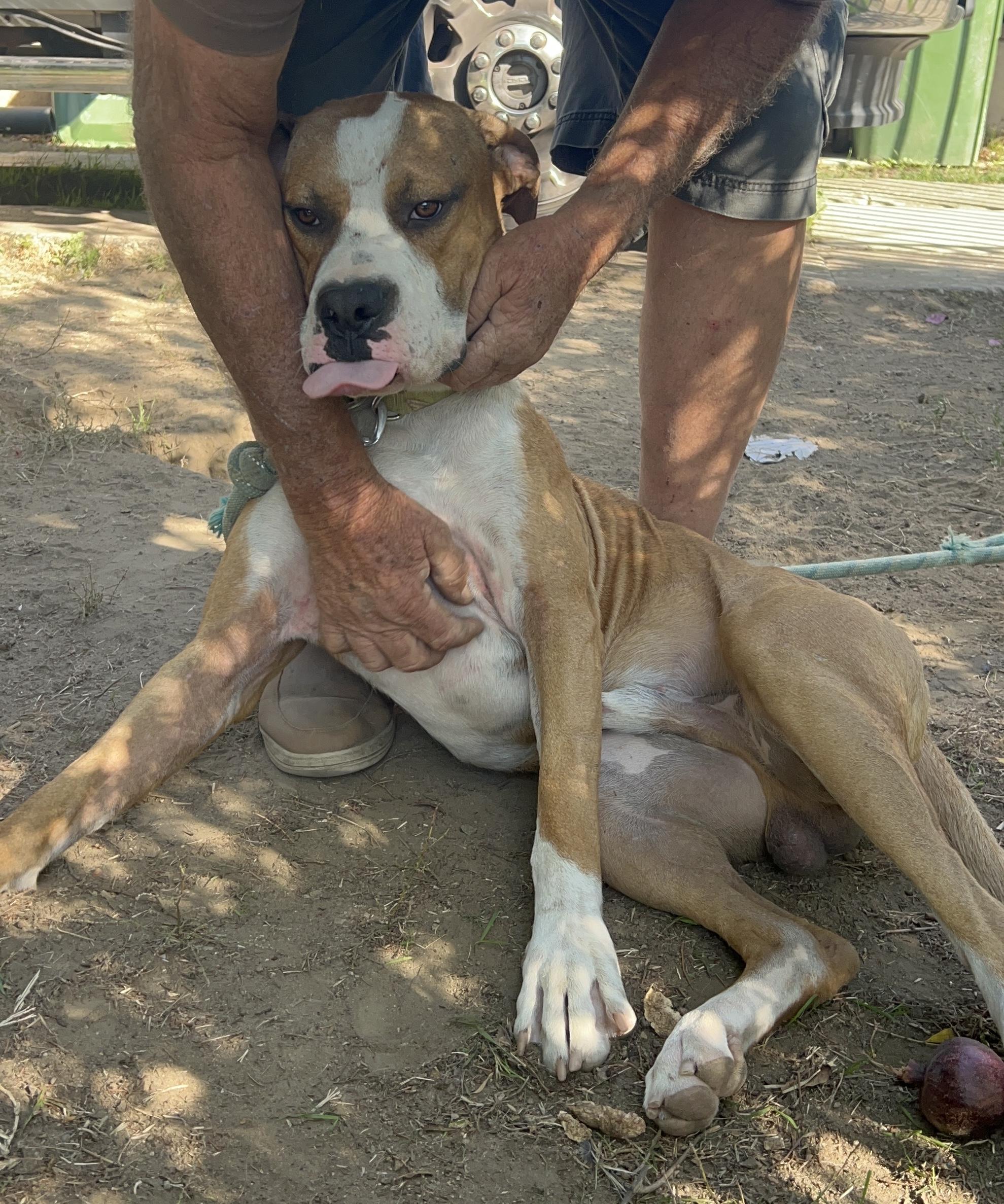 Wheaties, a Adoptable mixed breed in Van Nuys , CA image 6/6