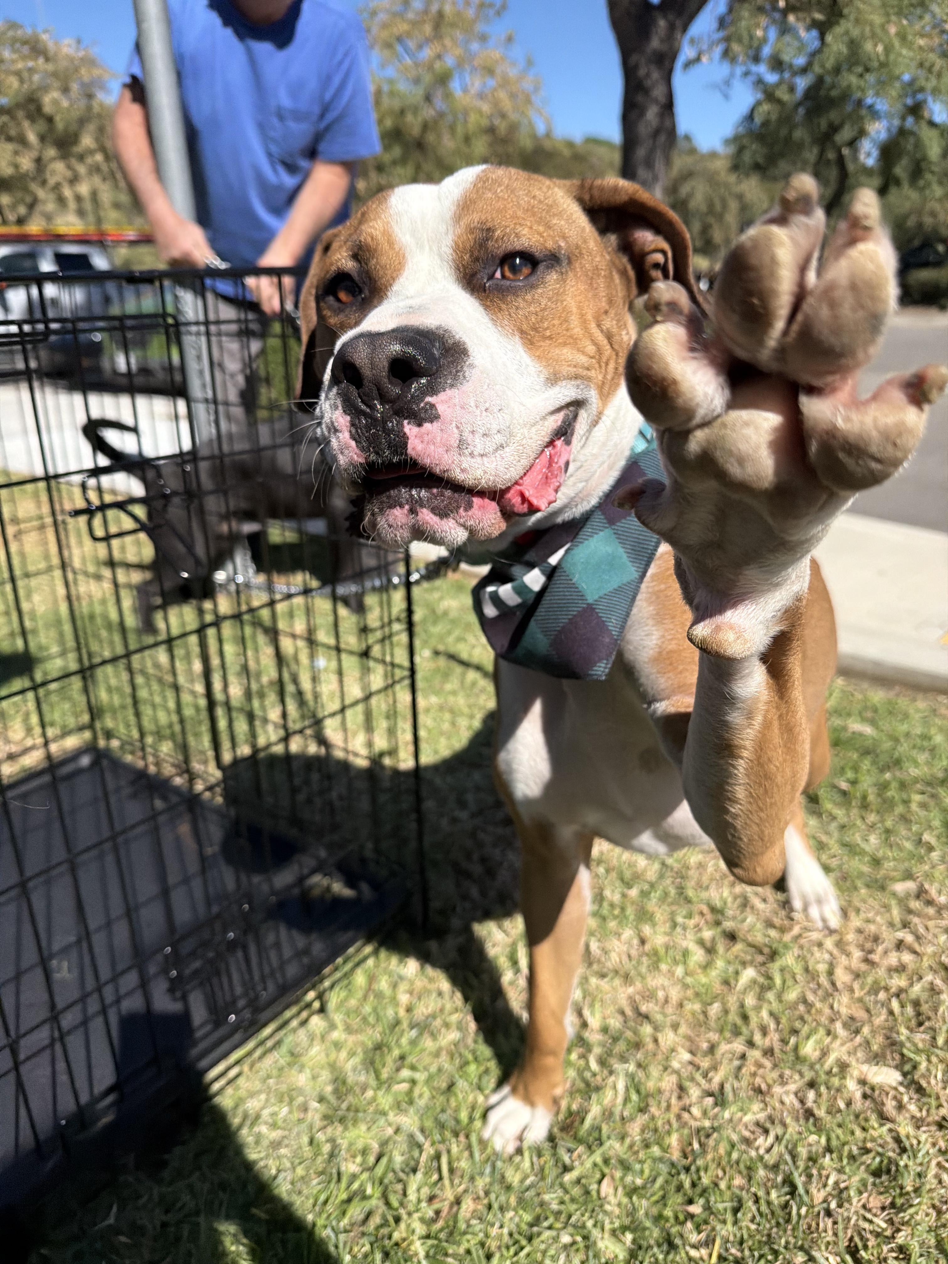 Enlarge Wheaties, a Adoptable Boxer in Van Nuys , CA image 3/6