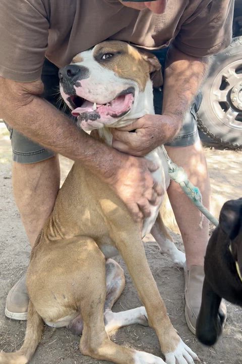 Enlarge Wheaties, a Adoptable mixed breed in Van Nuys , CA video 5/6