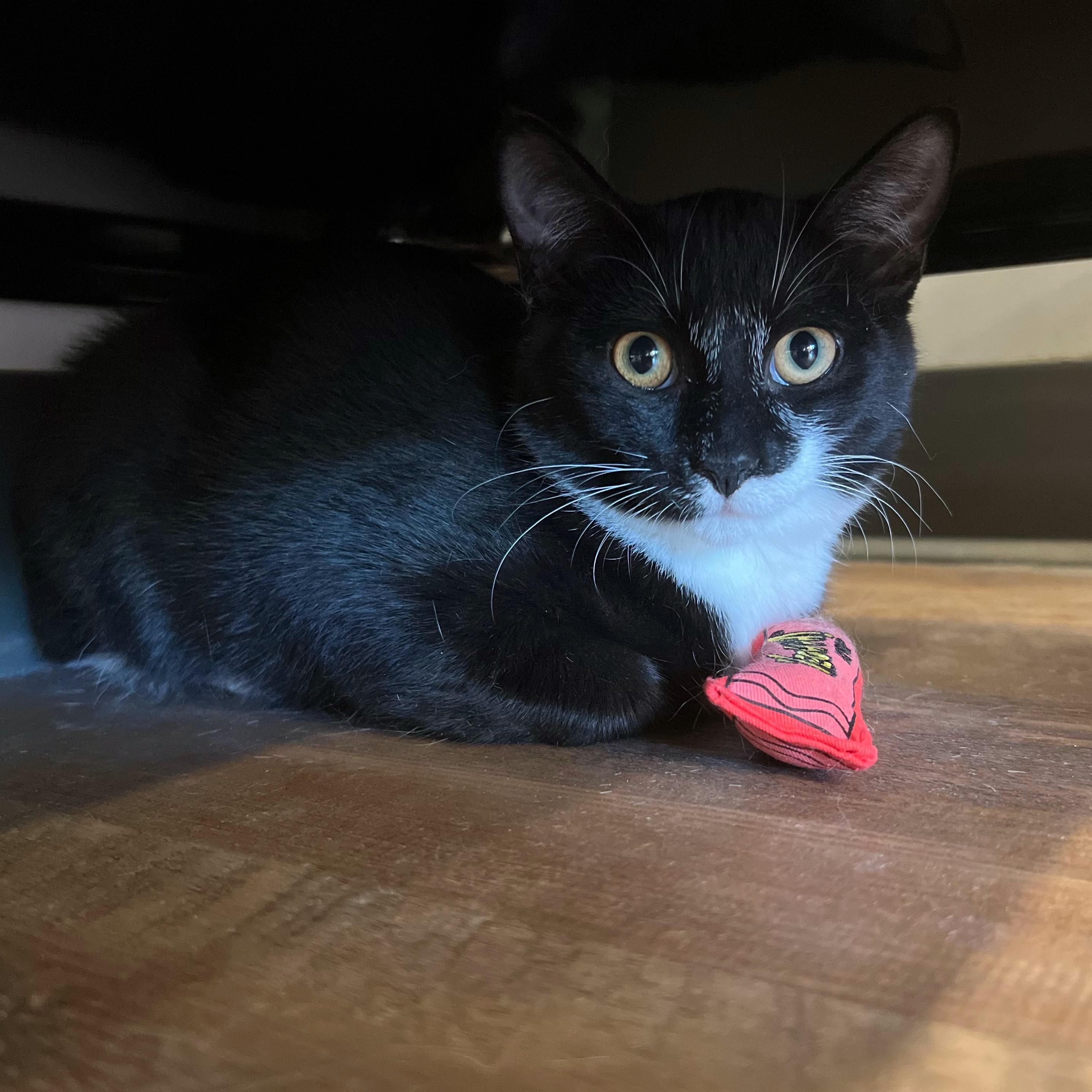 Tilapia, a Adoptable Domestic Short Hair in Janesville , WI image 2/4