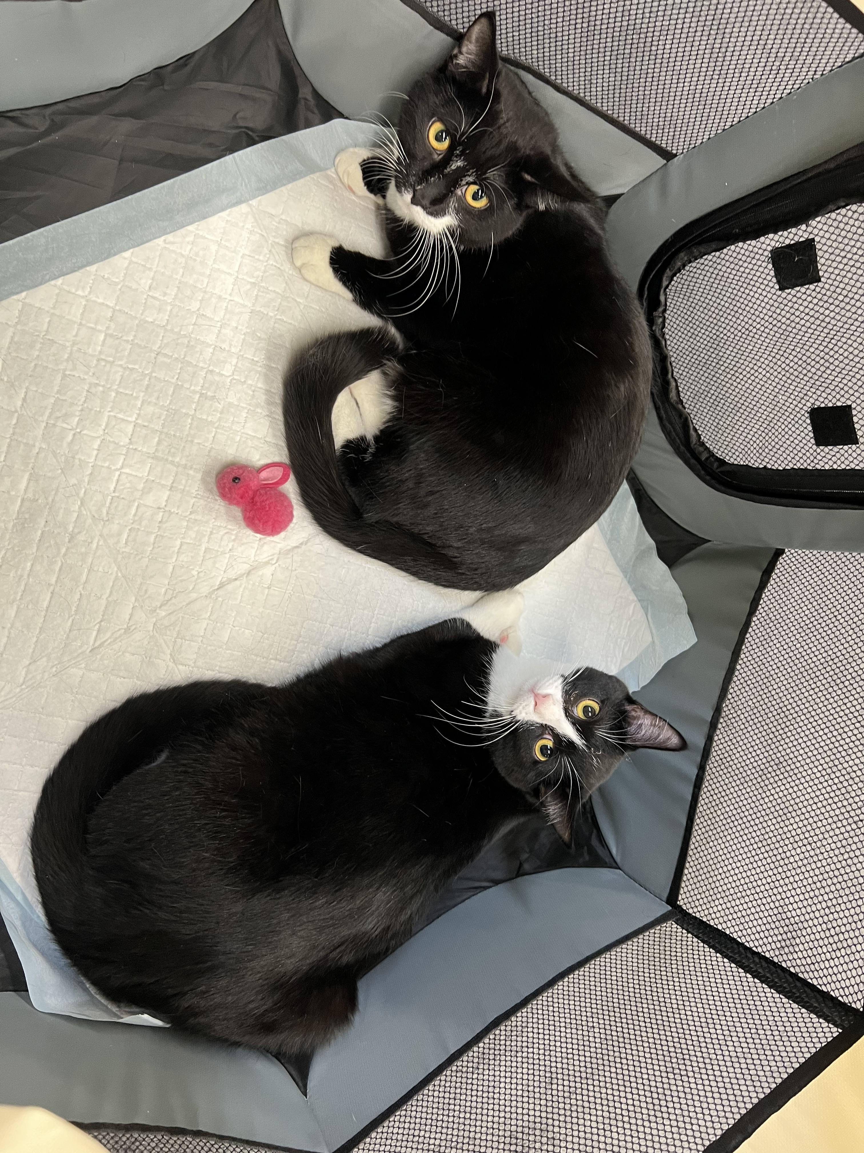 Tilapia, a Adoptable Domestic Short Hair in Janesville , WI image 4/4