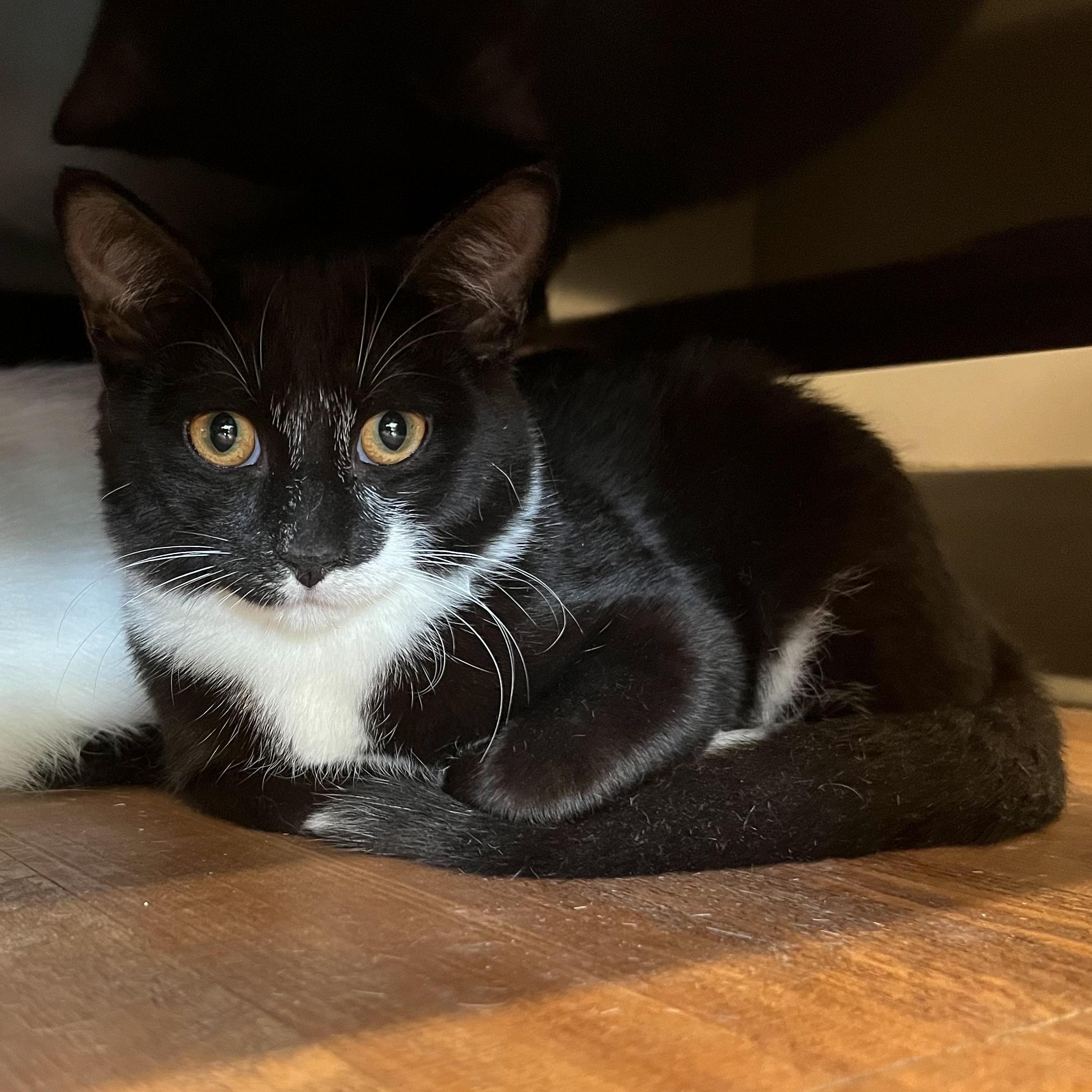 Tilapia, a Adoptable Domestic Short Hair in Janesville , WI image 3/4