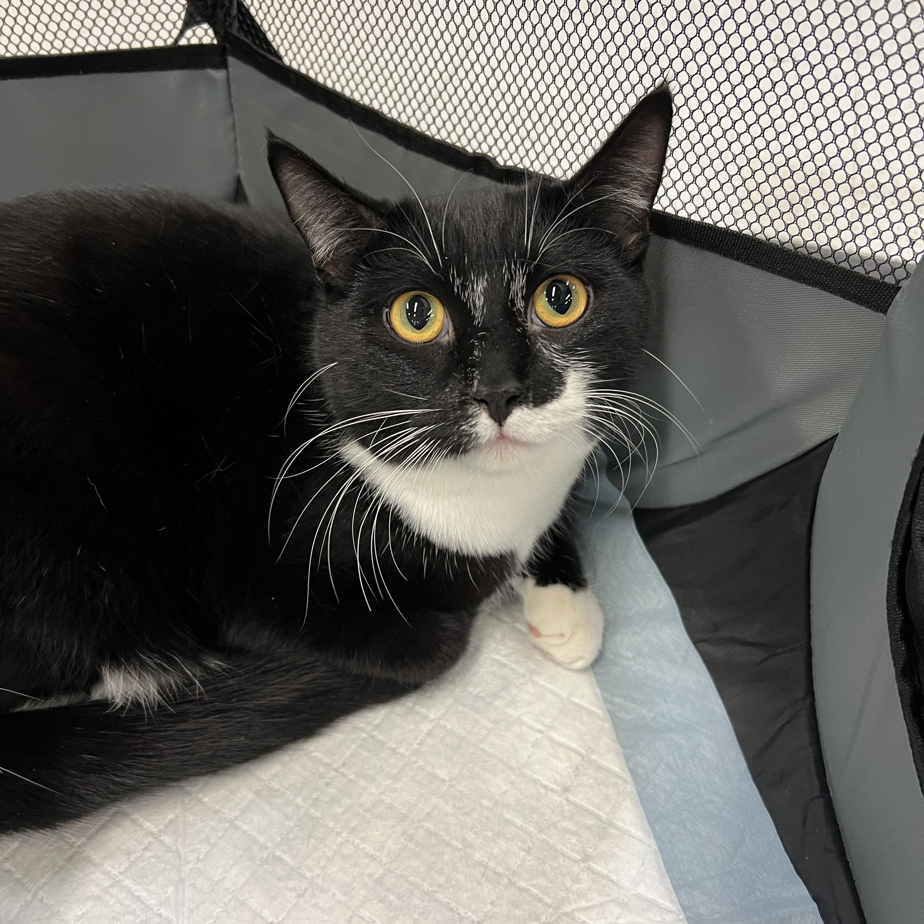 Tilapia, a Adoptable Domestic Short Hair in Janesville , WI image 1/4