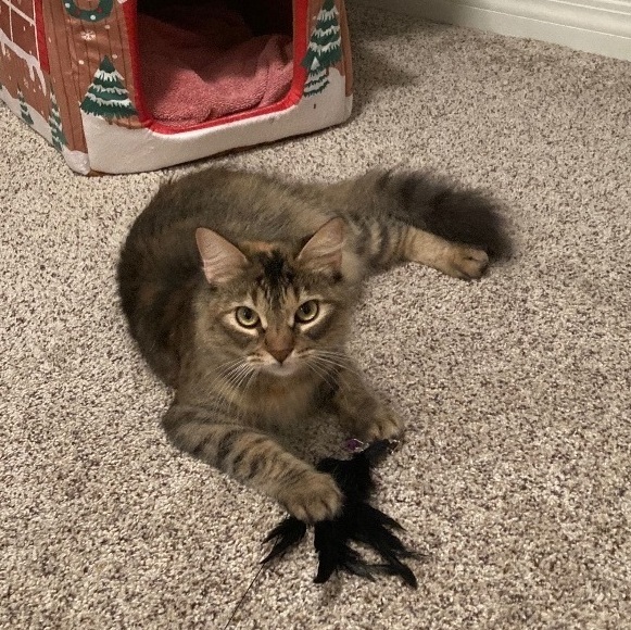 Enlarge Lexi, a Adoptable Domestic Long Hair in Los Angeles, CA image 1/4