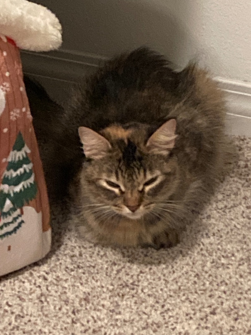 Enlarge Lexi, a Adoptable Domestic Long Hair in Los Angeles, CA image 2/4