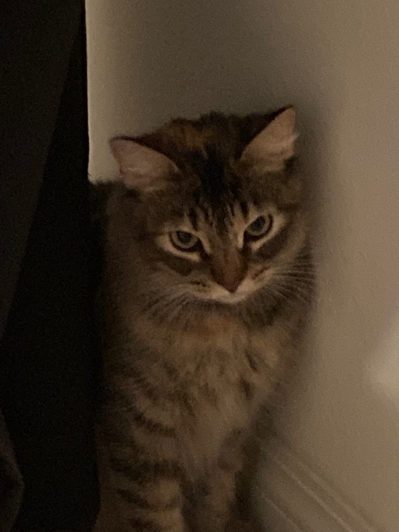 Enlarge Lexi, a Adoptable Domestic Long Hair in Los Angeles, CA image 3/4