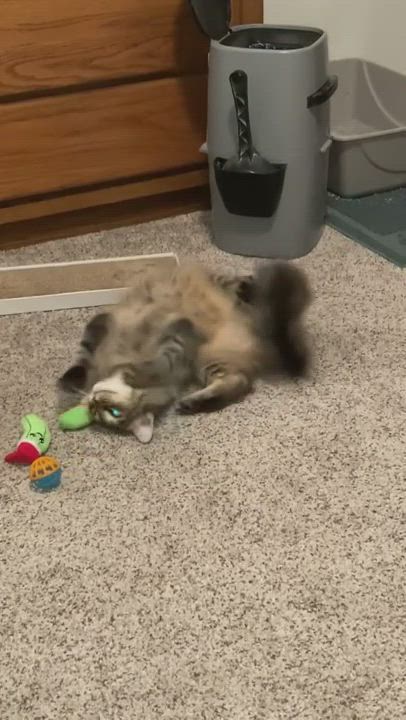 Enlarge Lexi, a Adoptable Domestic Long Hair in Los Angeles, CA video 4/4