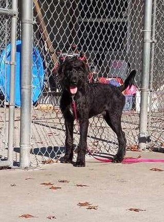 Gomez, an adopted Standard Poodle Mix in Waupaca, WI_image-1