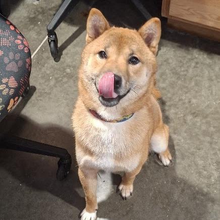 Hyde, Adoptable, Young Male Shiba Inu.