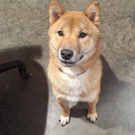 Enlarge Hyde, a Adoptable Shiba Inu in Hannibal, MO image 2/3