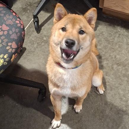 Enlarge Hyde, a Adoptable Shiba Inu in Hannibal, MO image 3/3