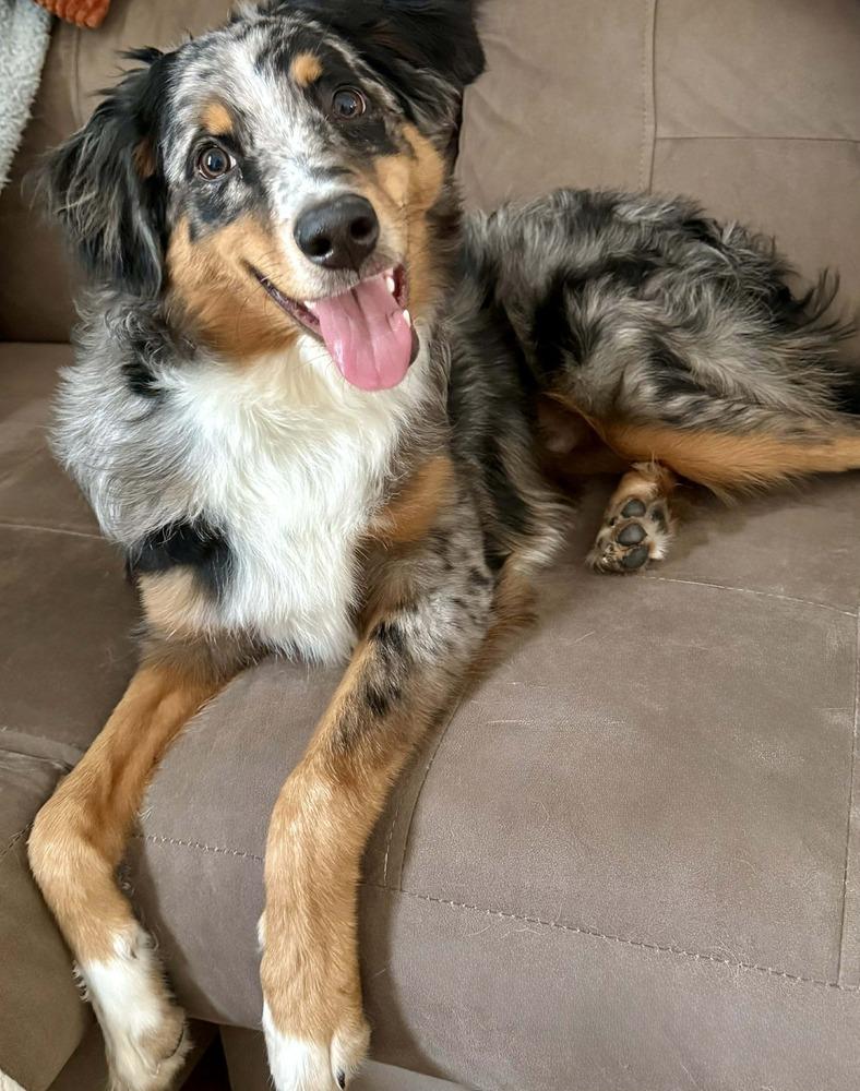 Murphy PA, a Adoptable Australian Shepherd in Ontario, CA image 1/3