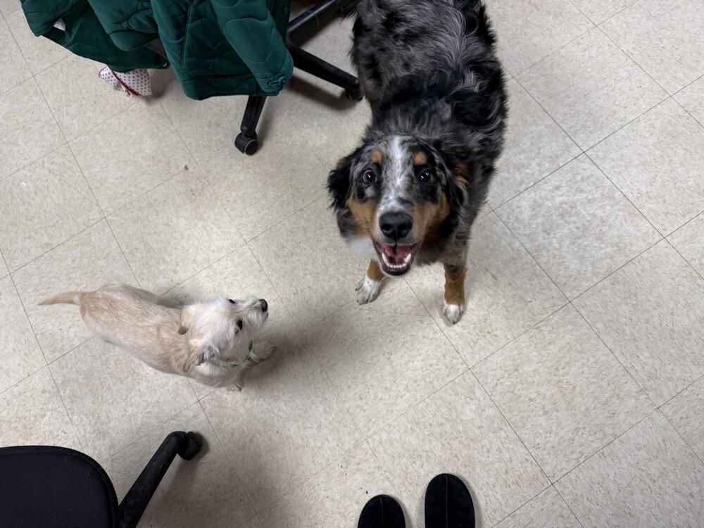 Murphy PA, a Adoptable Australian Shepherd in Ontario, CA image 2/3