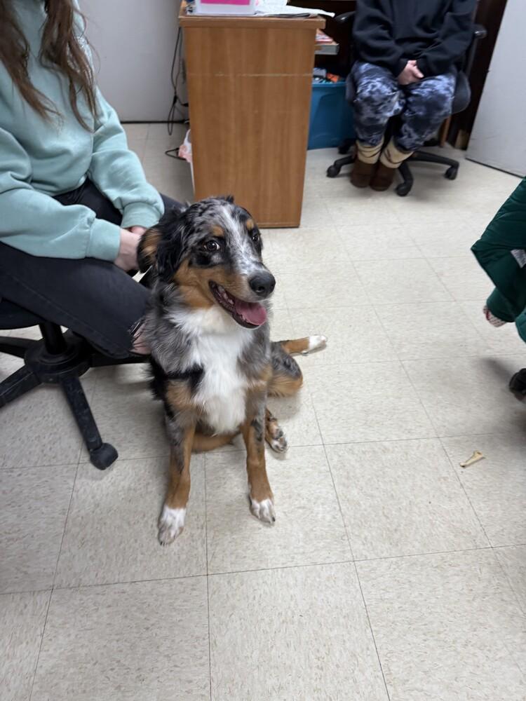 Murphy PA, a Adoptable Australian Shepherd in Ontario, CA image 3/3