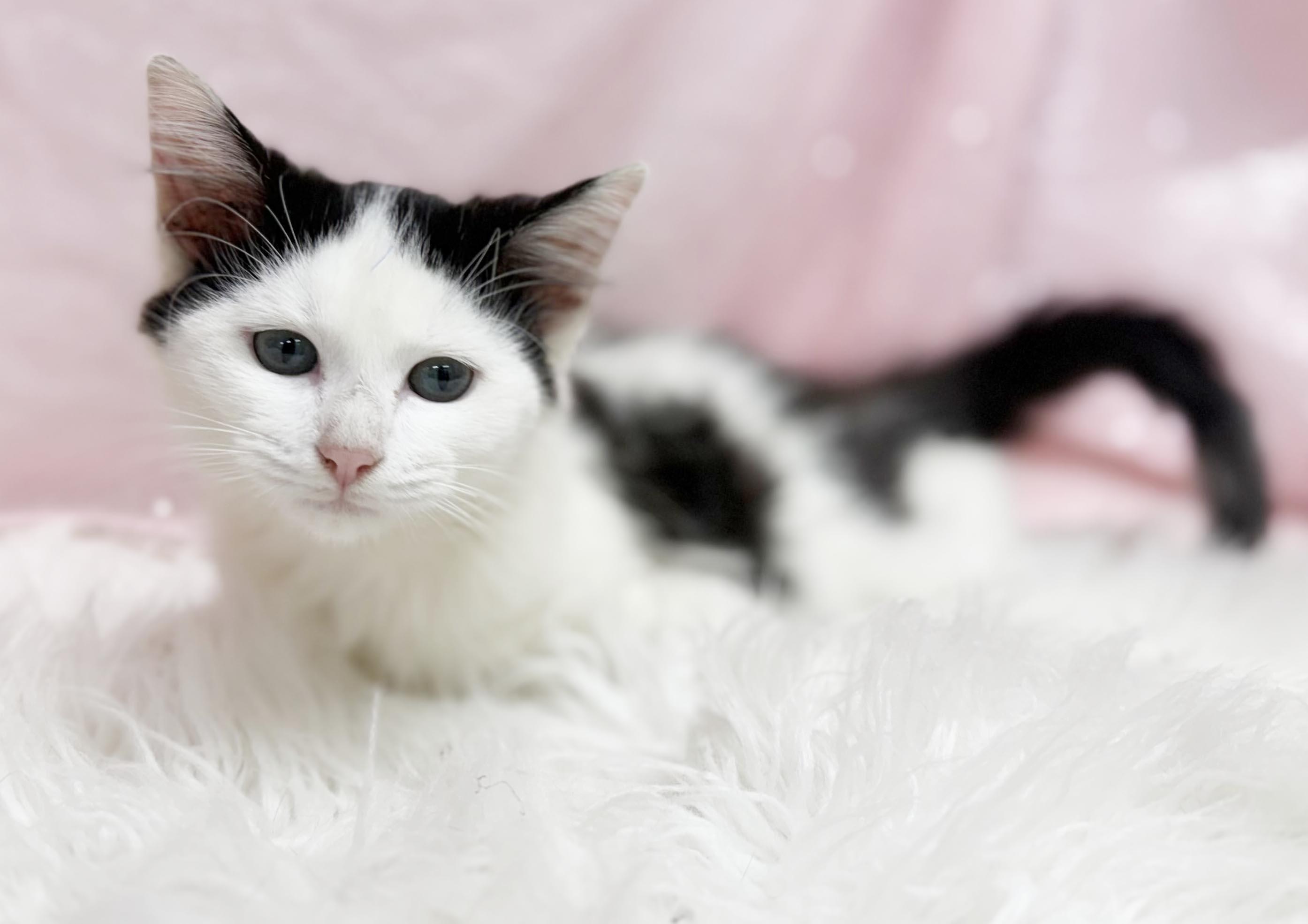 Enlarge Marie Laveau is our magical floofy angel - VIDEO, a Adoptable mixed breed in Bedford Hills, NY image 6/6
