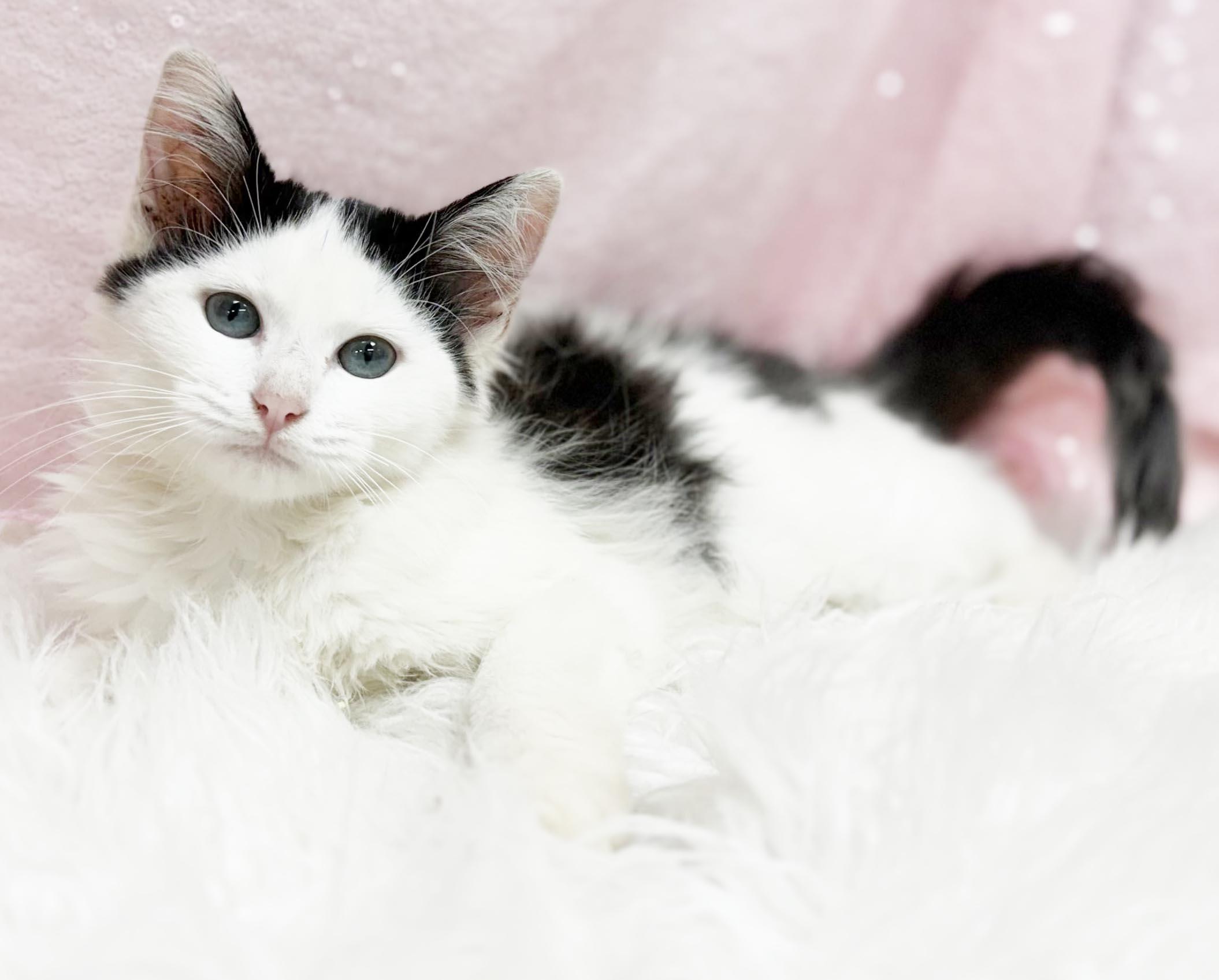Enlarge Marie Laveau is our magical floofy angel - VIDEO, a Adoptable mixed breed in Bedford Hills, NY image 2/6