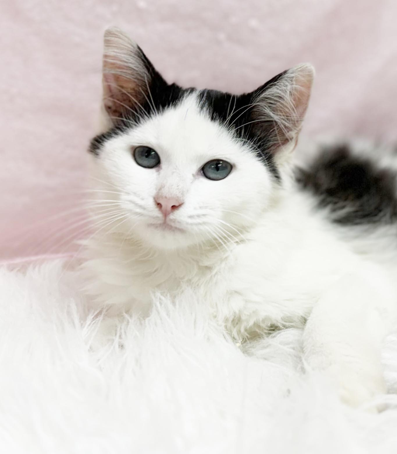 Enlarge Marie Laveau is our magical floofy angel - VIDEO, a Adoptable mixed breed in Bedford Hills, NY image 5/6