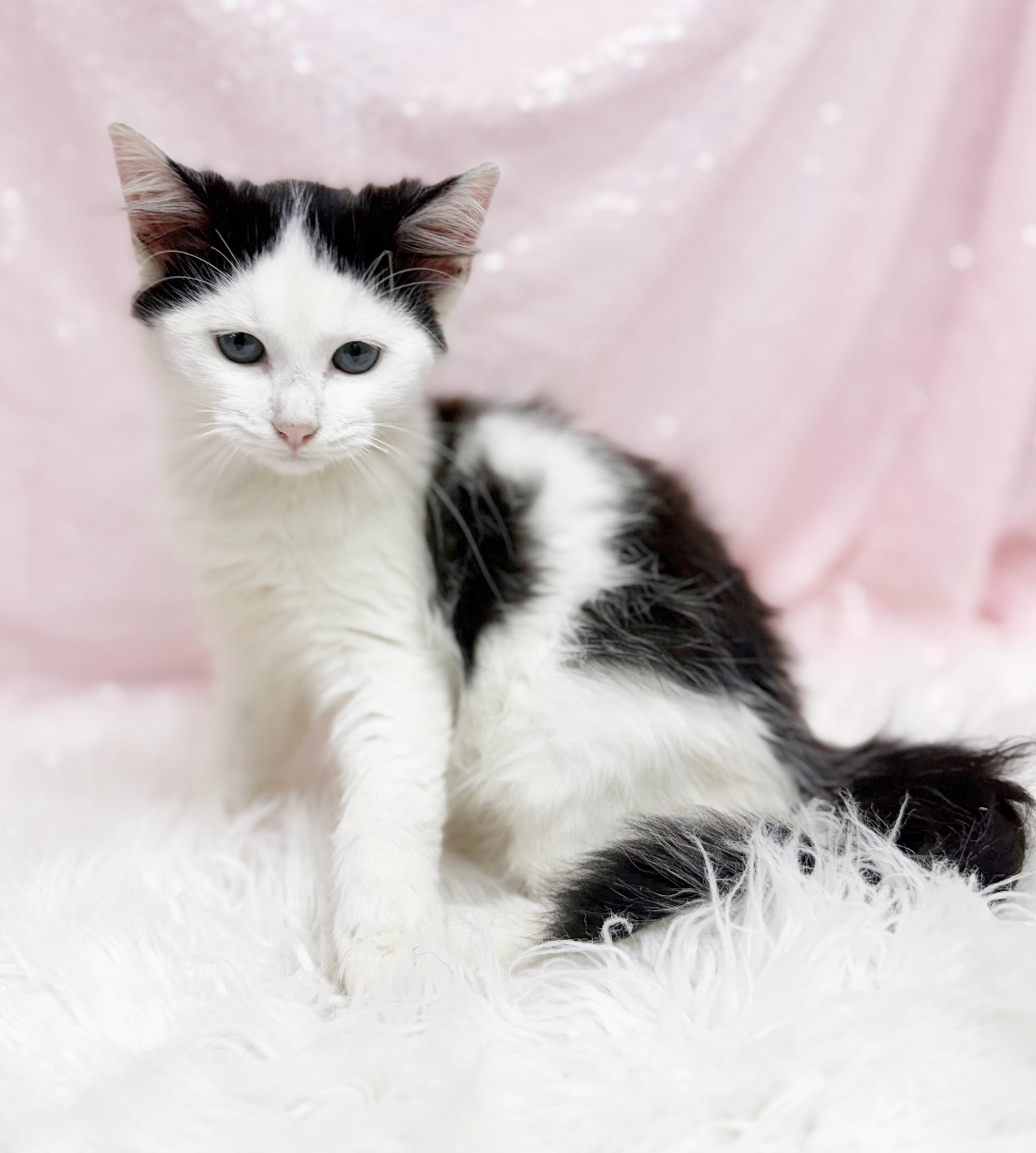 Enlarge Marie Laveau is our magical floofy angel - VIDEO, a Adoptable mixed breed in Bedford Hills, NY image 3/6