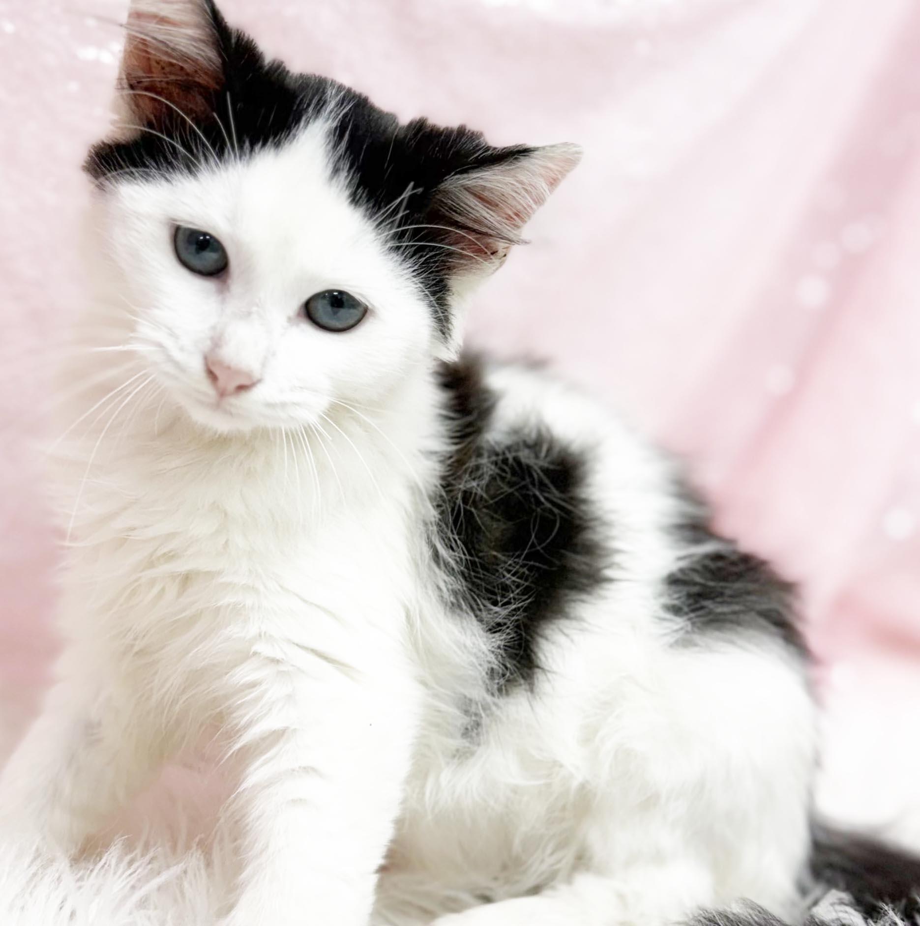 Marie Laveau is our magical floofy angel - VIDEO, Adoptable, Kitten Female Ragdoll & Turkish Van.