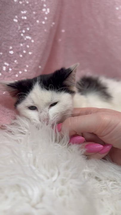 Enlarge Marie Laveau is our magical floofy angel - VIDEO, a Adoptable mixed breed in Bedford Hills, NY video 4/6