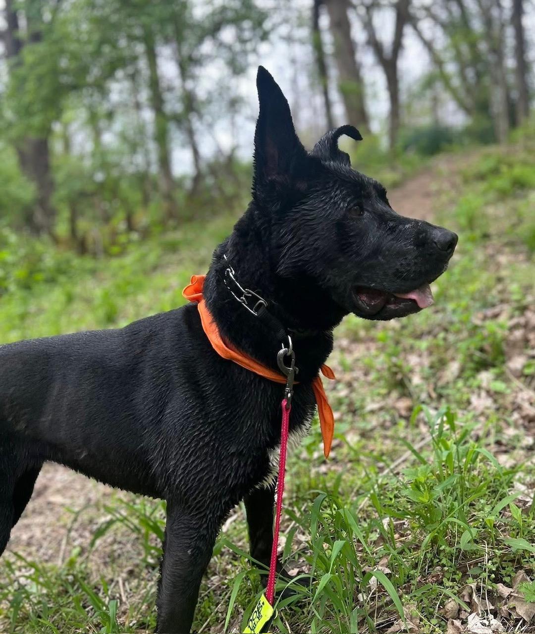 Enlarge Delta, a Adoptable mixed breed in Louisville, KY image 2/6