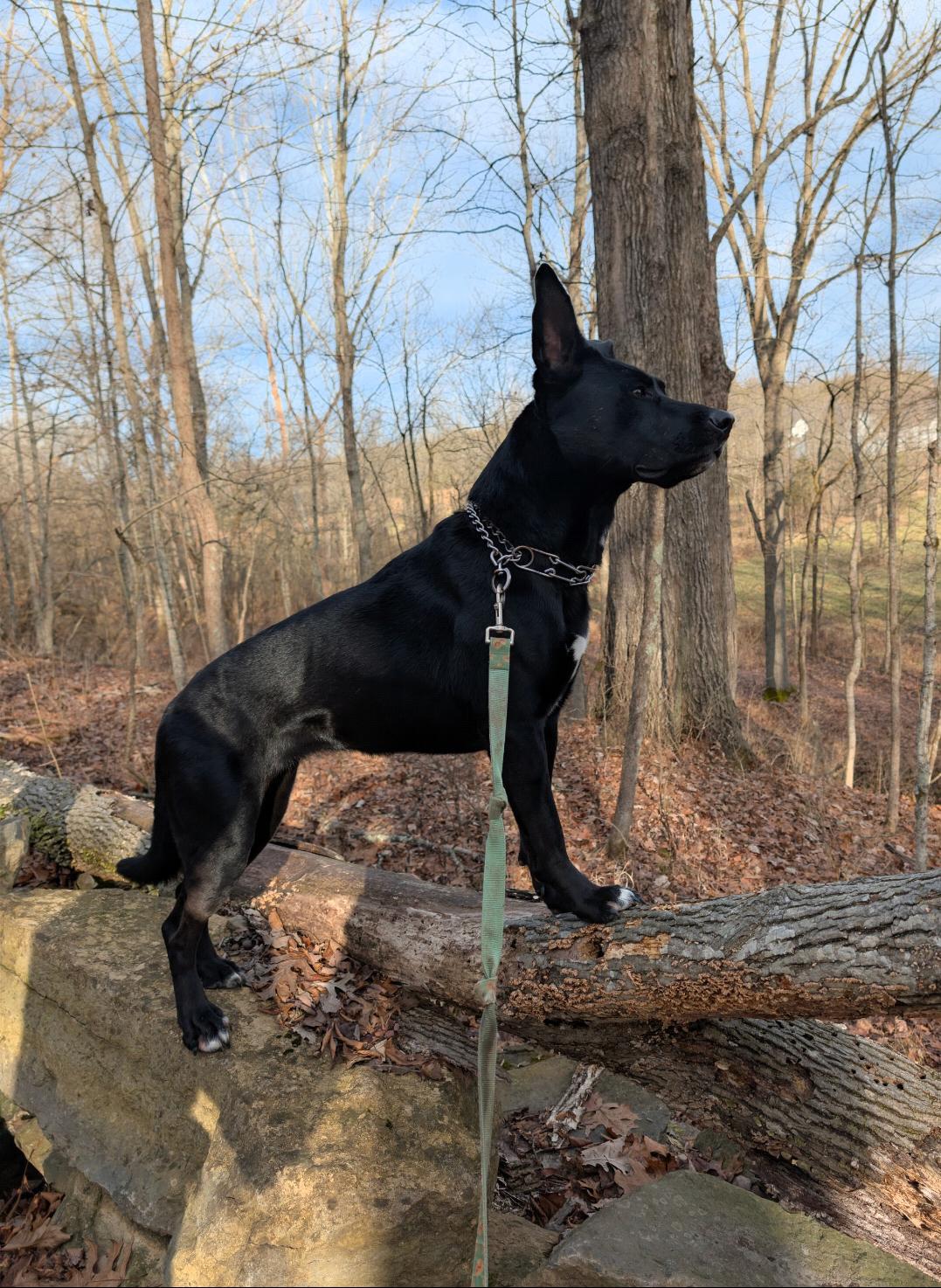 Enlarge Delta, a Adoptable mixed breed in Louisville, KY image 3/6