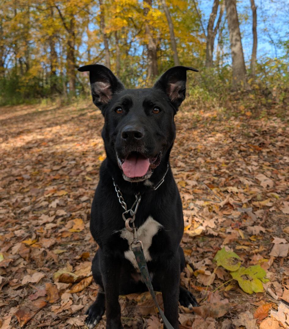 Enlarge Delta, a Adoptable mixed breed in Louisville, KY image 6/6