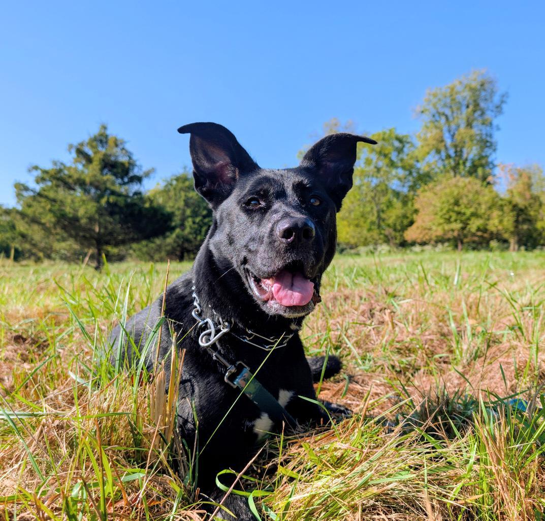 Enlarge Delta, a Adoptable mixed breed in Louisville, KY image 4/6